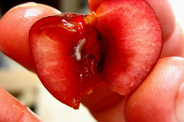 Worms in cherry