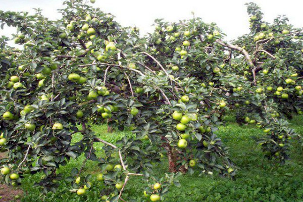 apple variety wonderful