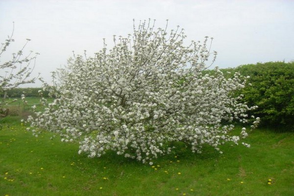 apple tree wonderful photo