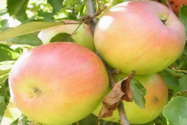 apple variety wonderful