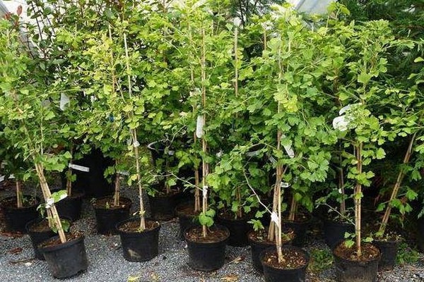 apple tree wonderful reviews