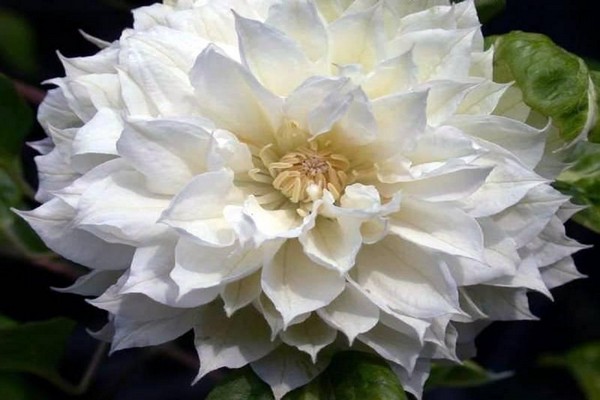 foto clematis daches de edimburgo