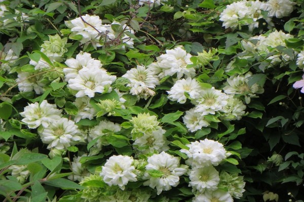 Descrição de Clematis Daches de Edimburgo