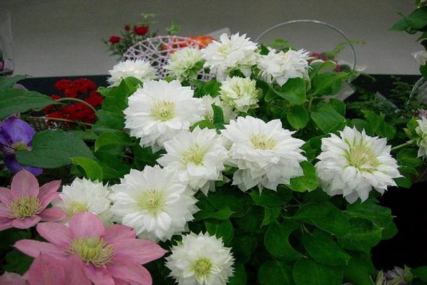 foto clematis daches de edimburgo
