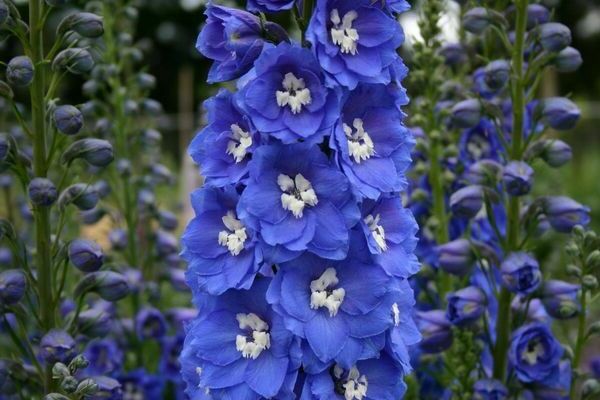 delphinium