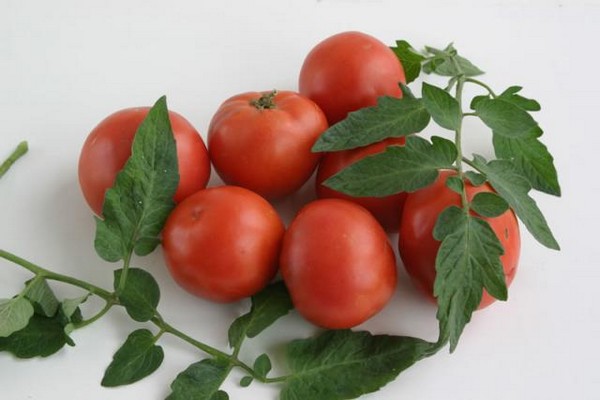 variété de tomate chêne