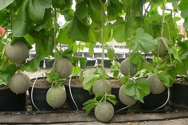 melon cultivation + in the greenhouse