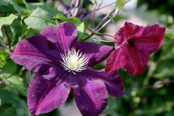 clematis etoile violet photo