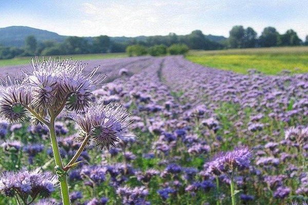 phacelia green manure