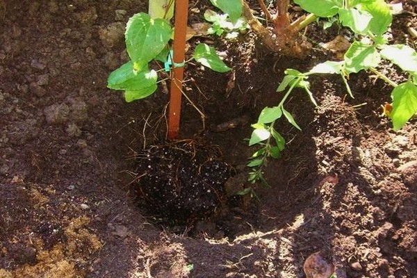 plantio + clematis e cuidado + em campo aberto