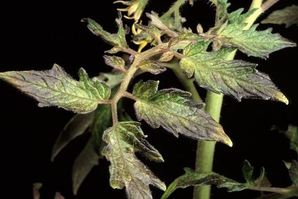 tomato leaves turned purple
