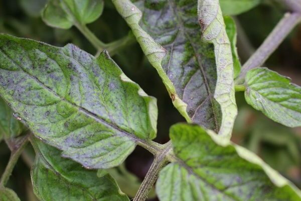 purple spots on tomato leaves