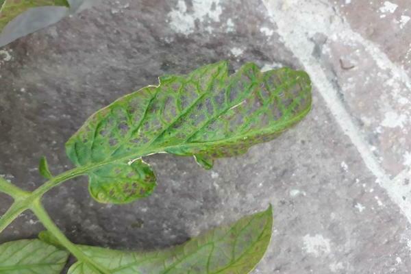 tomato leaves are purple and curled