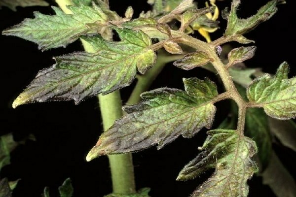 purple tomato leaves