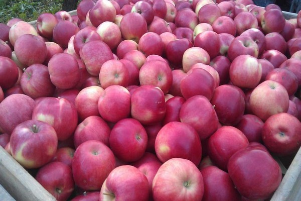 variété de pomme florin
