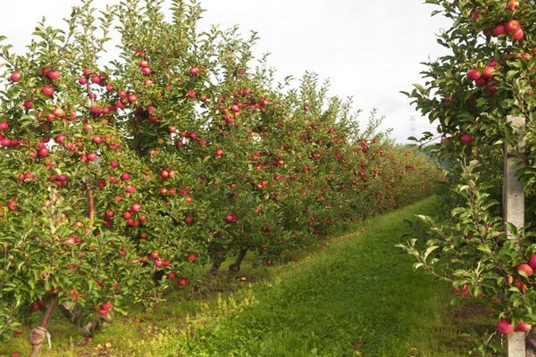 pomme florina description photo