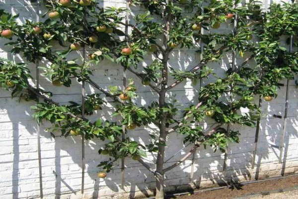 pruning crown formation