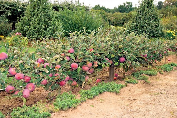 pruning crown formation