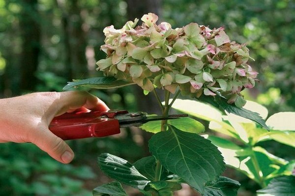 comment former un hortensia