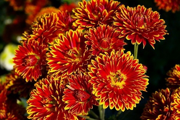 dahlias varieties + with photo + and names
