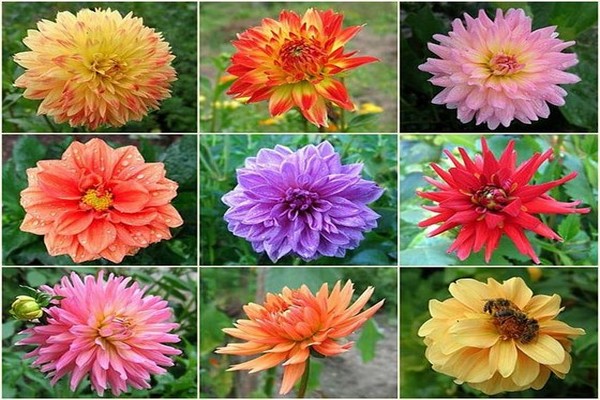 dahlia varieties