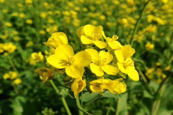 mustard + as siderat
