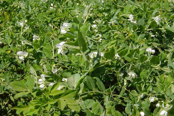 Peas as siderat