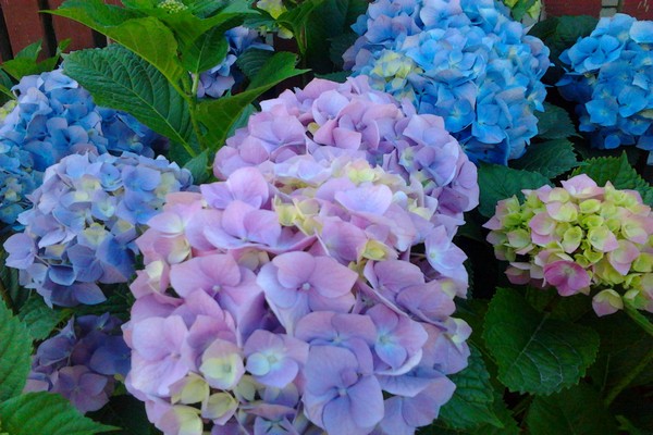varieties of hydrangea