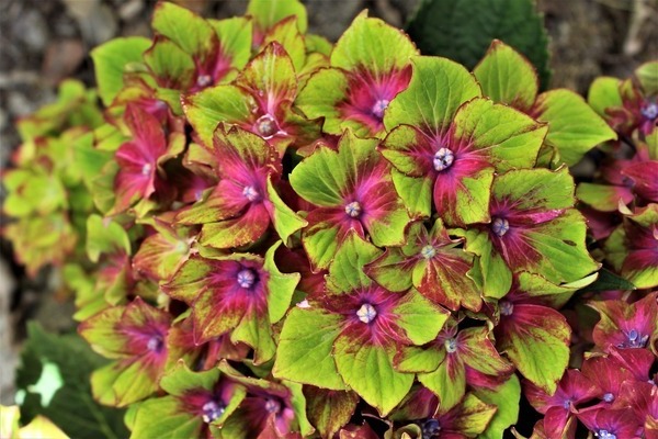 Hortensia Schloss Wackerbart