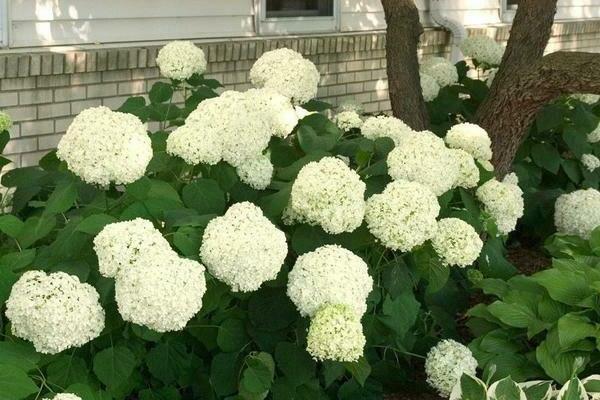 hydrangea bounty