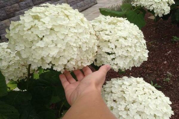 hydrangea bounty