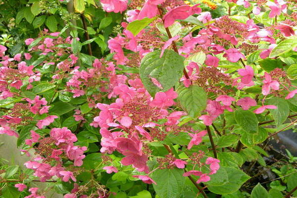 Hortensia Earley Senseishen