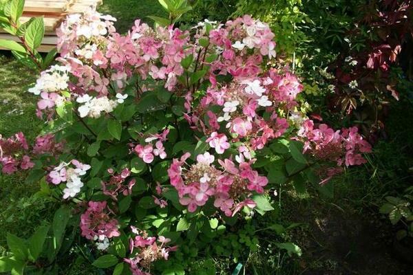 Hortensia Earley Senseishen
