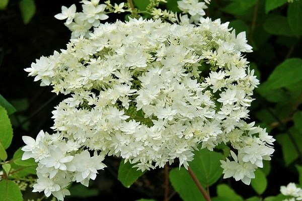 hydrangea Hayes Starburst
