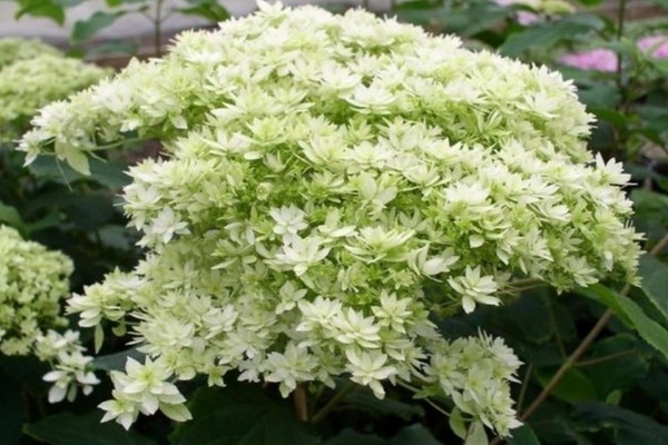 hydrangea Hayes Starburst
