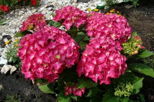 hydrangea hot red