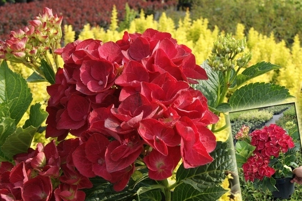 hydrangea hot red
