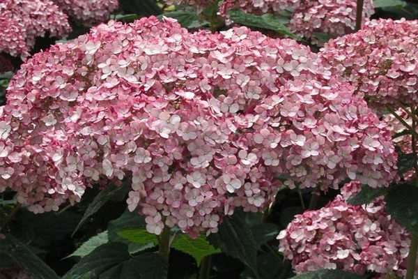 hydrangea invisible