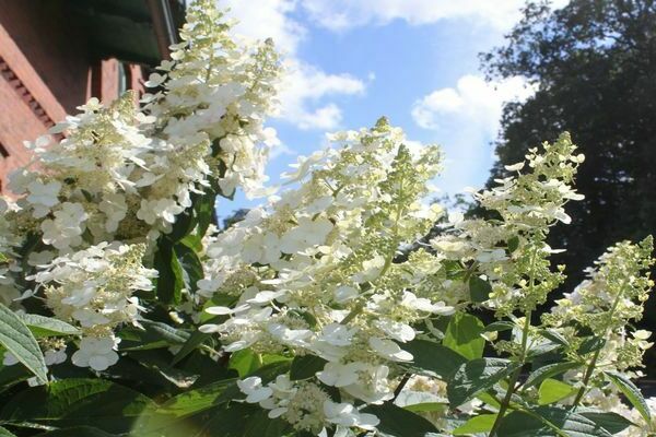 Hydrangea Kiushu paniculata