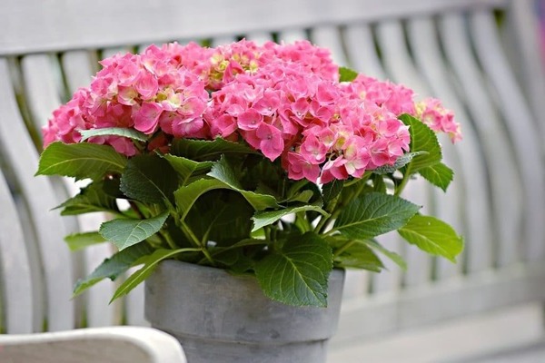 indoor hydrangea