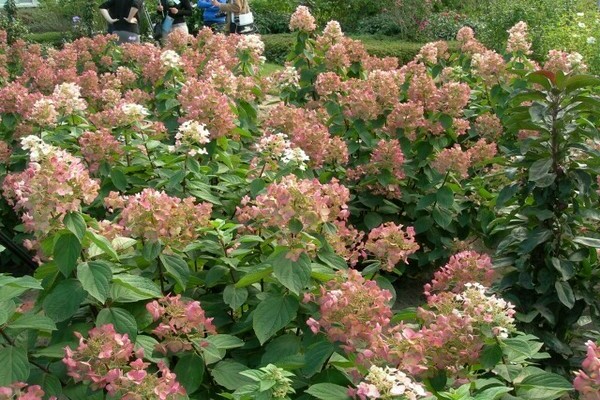 Hortensia Mega Mindy