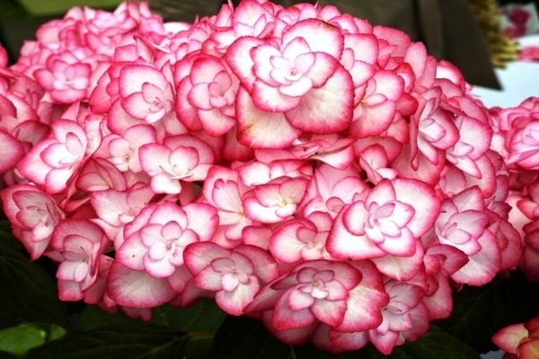 Hydrangea Miss Saori