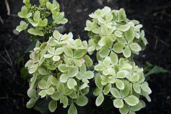 Hortensia Vert Pastel