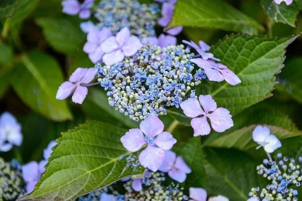 Hydrangea serrated Bluebird