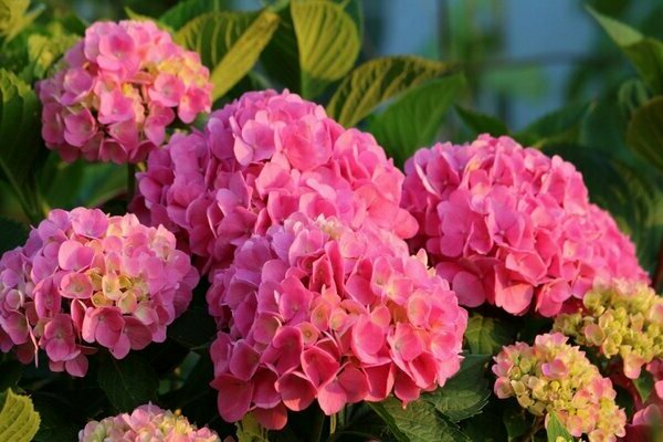 Rose hortensia