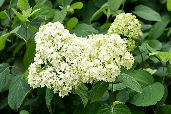 Hydrangea Sterilis