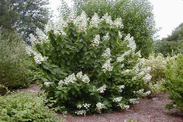 hortensia Tardiva
