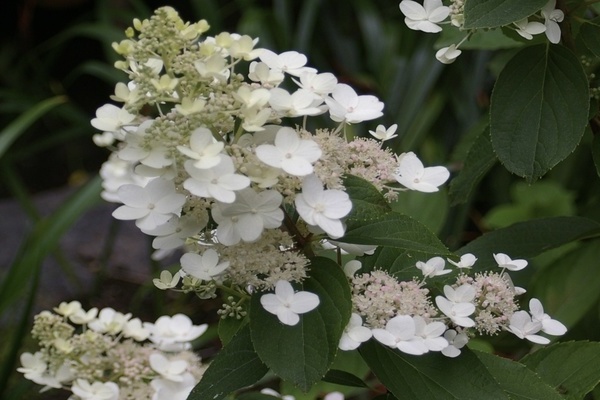 hortensia Tardiva