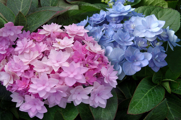 Hortensia Yu & Me Forever