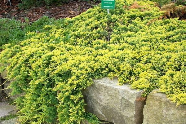 juniper green carpet description